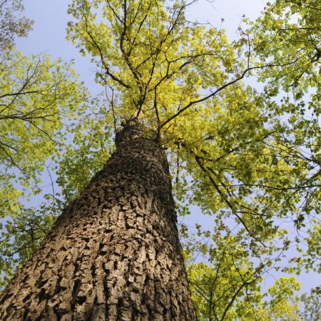 Quercus alba L. (White Oak Bark) Cut 500g