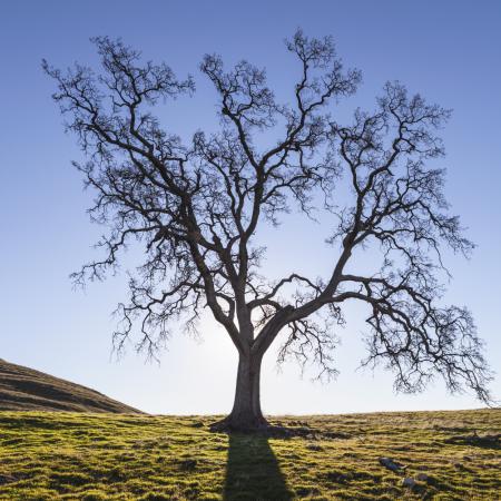 Quercus alba L. (White Oak Bark) Tr 1:3 45% 500ml