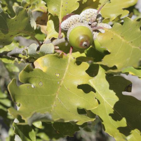 Quercus alba L. (White Oak Bark) Tr 1:3 45% 1L